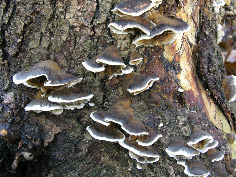 Bjerkandera adusta (Willd.) P. Karst
